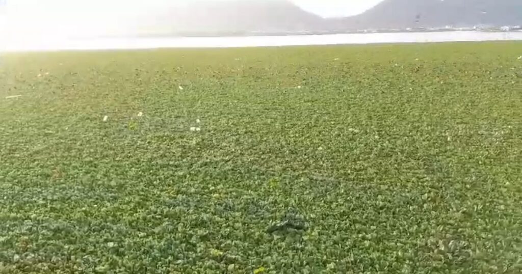 Demand for permanent solution to the problem of water hyacinth in Anasagar Lake